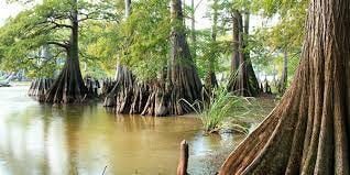 Bald Cypress | National Wildlife Federation