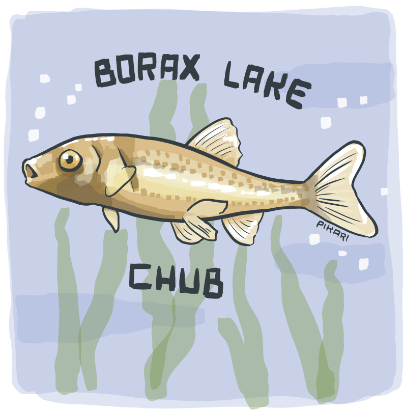 Digital illustration of a small golden minnow. It swims with seaweed in the background. It is gold color with a lighter stripe down the side, wide gold eyes, and a small open mouth.