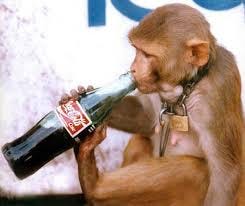 File:Monkey drinking coca-cola.jpg ...