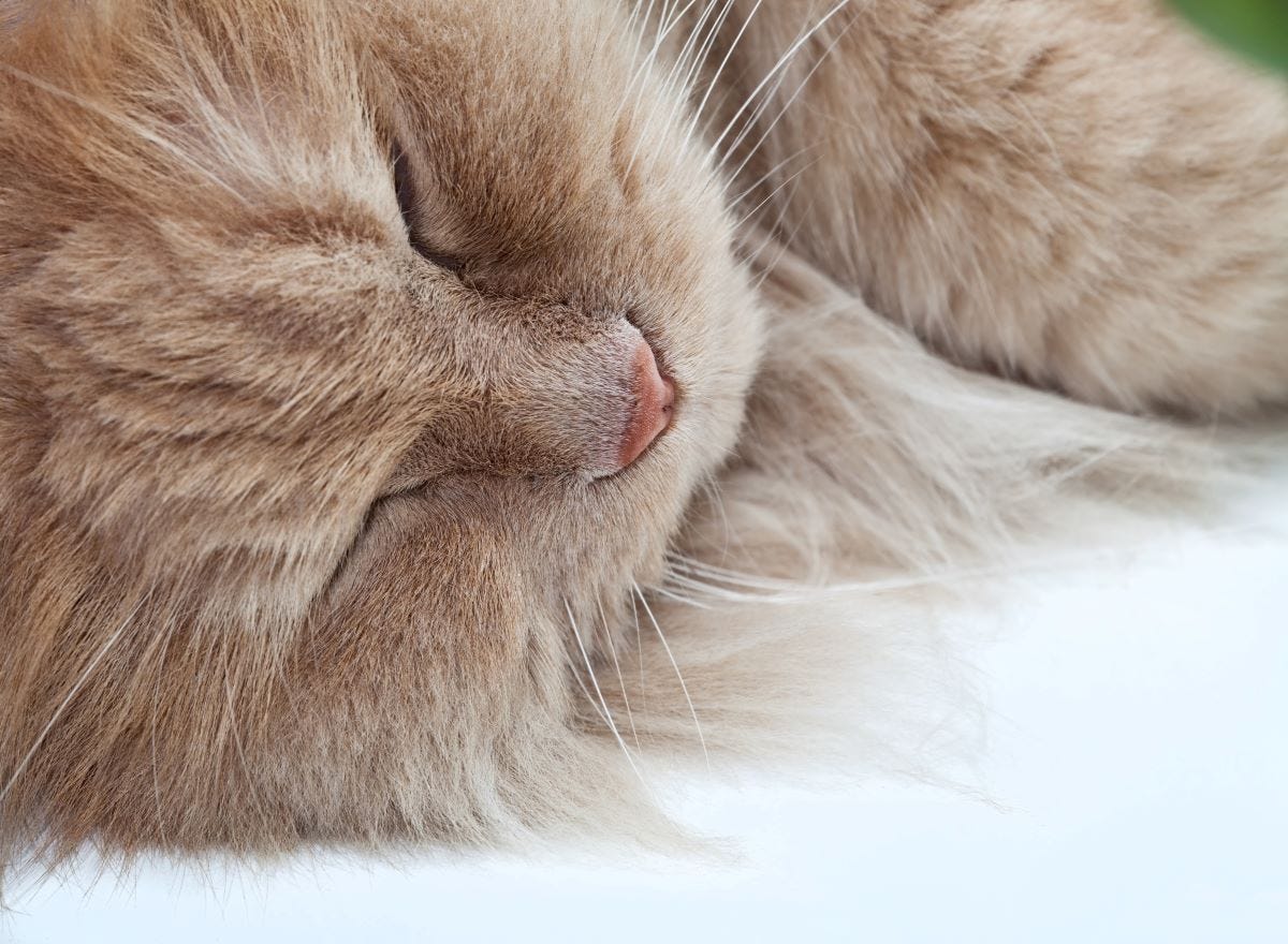 Cat sleeping on its side