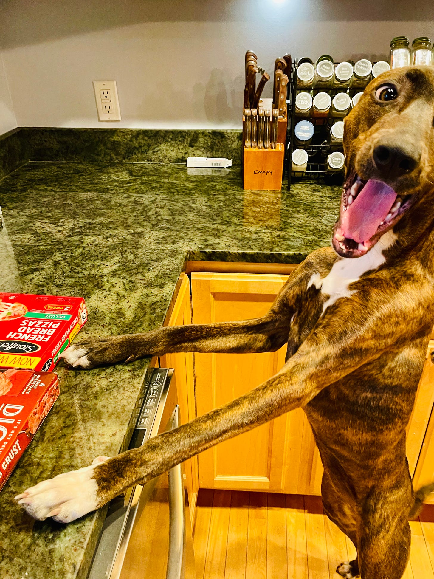 Dog standing on back legs at a kitchen counter, smiling. The edges of Stouffers and D'Giorno pizzas in their containers are seen. 
