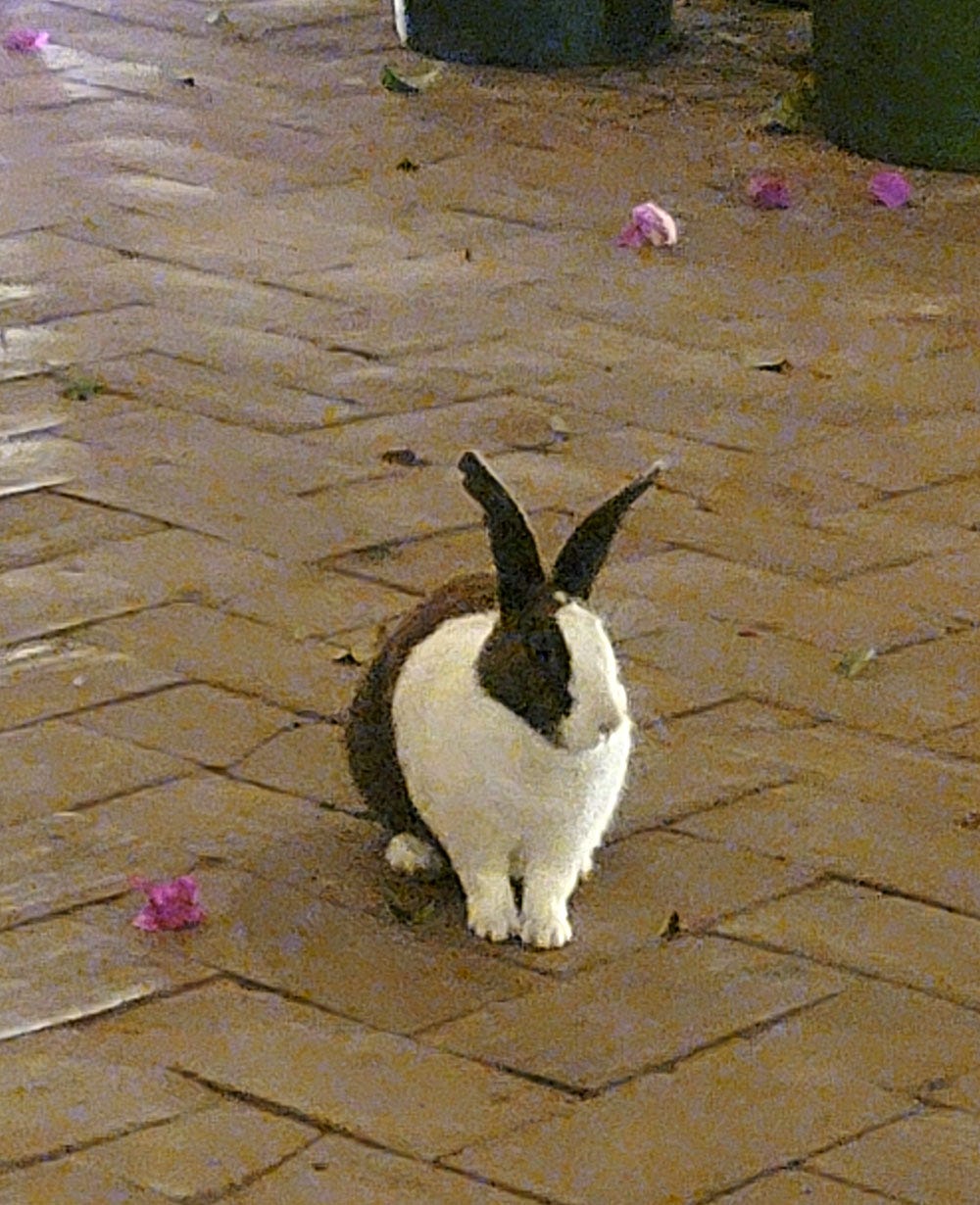 Bunny at the restaurant Criollo. 
