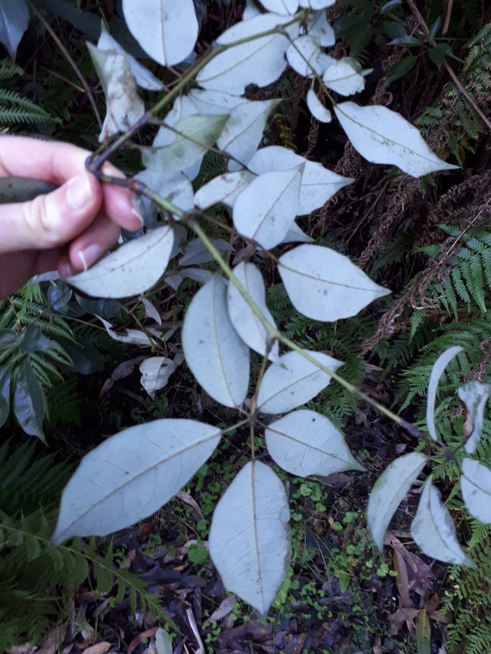 Cissus hypoglauca [foliage underside] sml.jpg