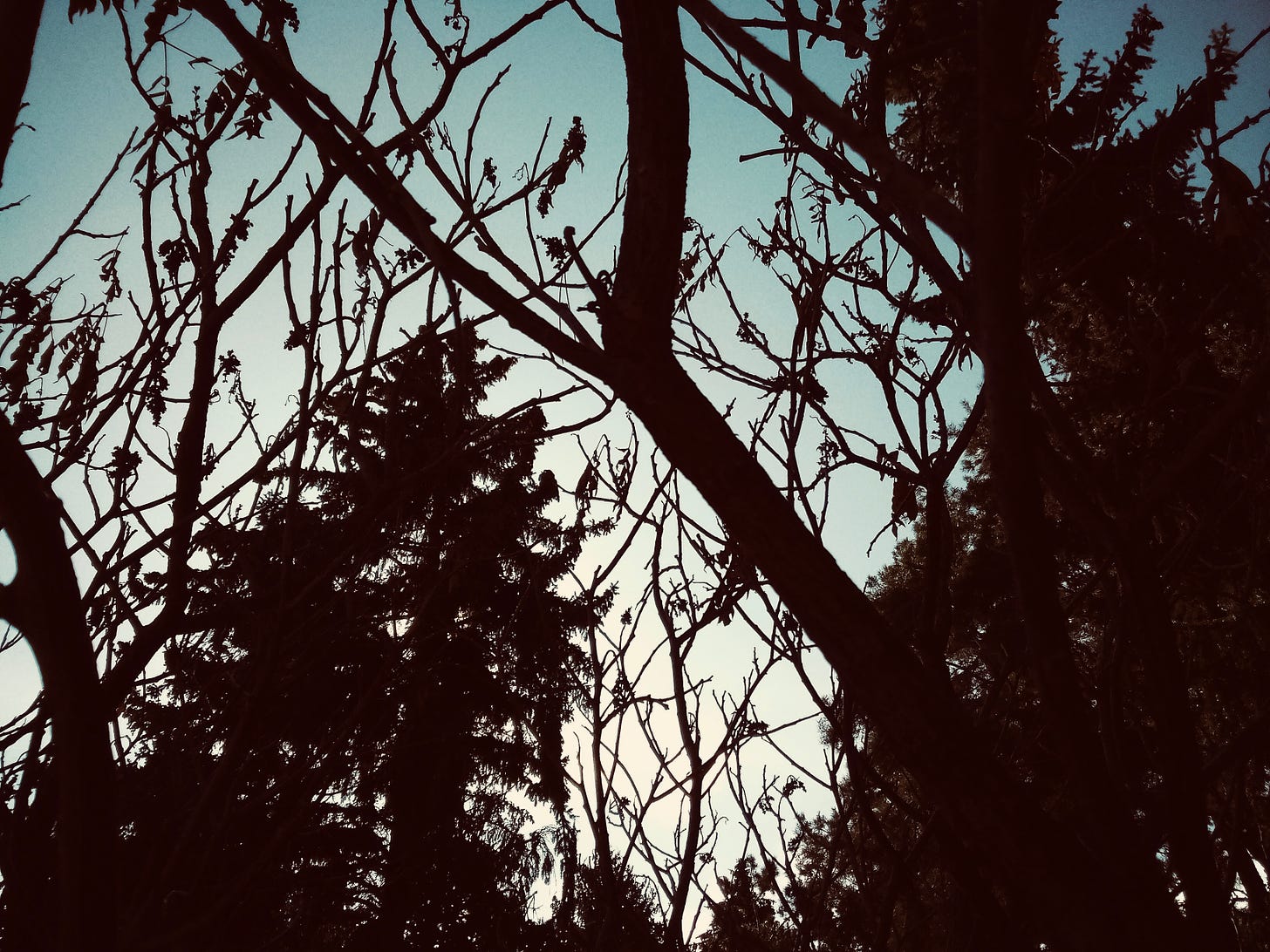 Dark bare branches against bright blue sky