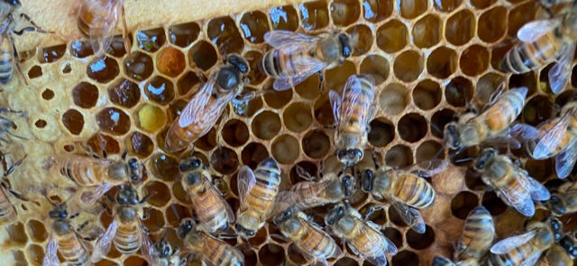 queen bee and worker bees on comb filled with honey and brood