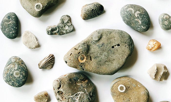 Lake Michigan Fossils Are a Trip Back in Time - Schlitz Audubon