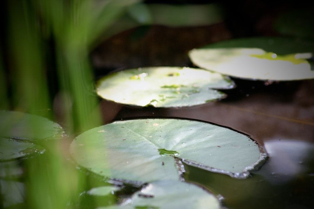 Small does not mean inefficient when it comes to a pond