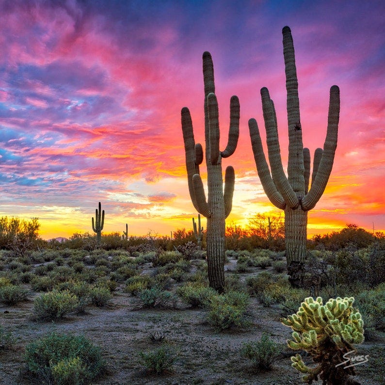 12x12 Acrylic Photo Desert Sunset Arizona Sonoran Desert image 1