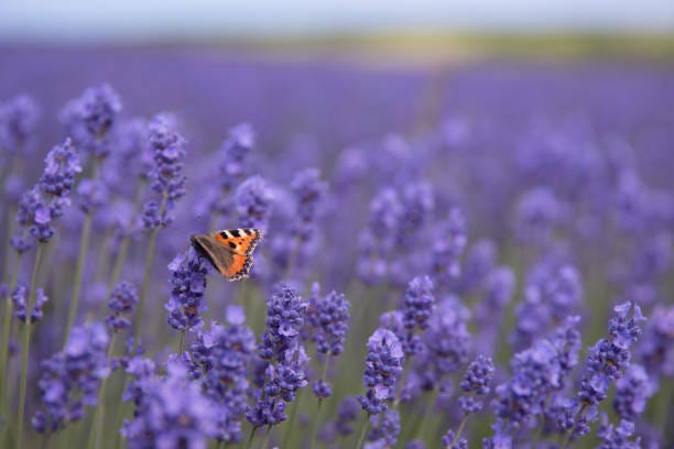 A Red Admiral Butterfly on Lavender flower A full frame close up of  a Red Admiral butterfly pollinating lavender flowers on a Lavender farm with copy space british butterflies stock pictures, royalty-free photos & images