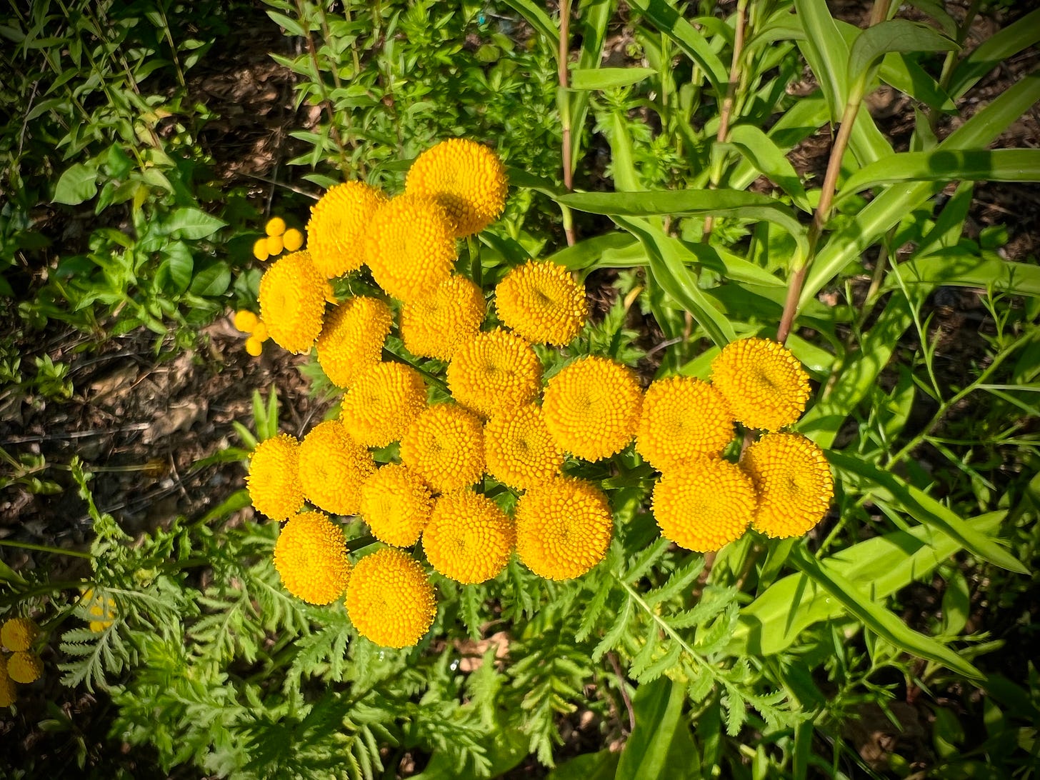 Yellow tansy blossoms