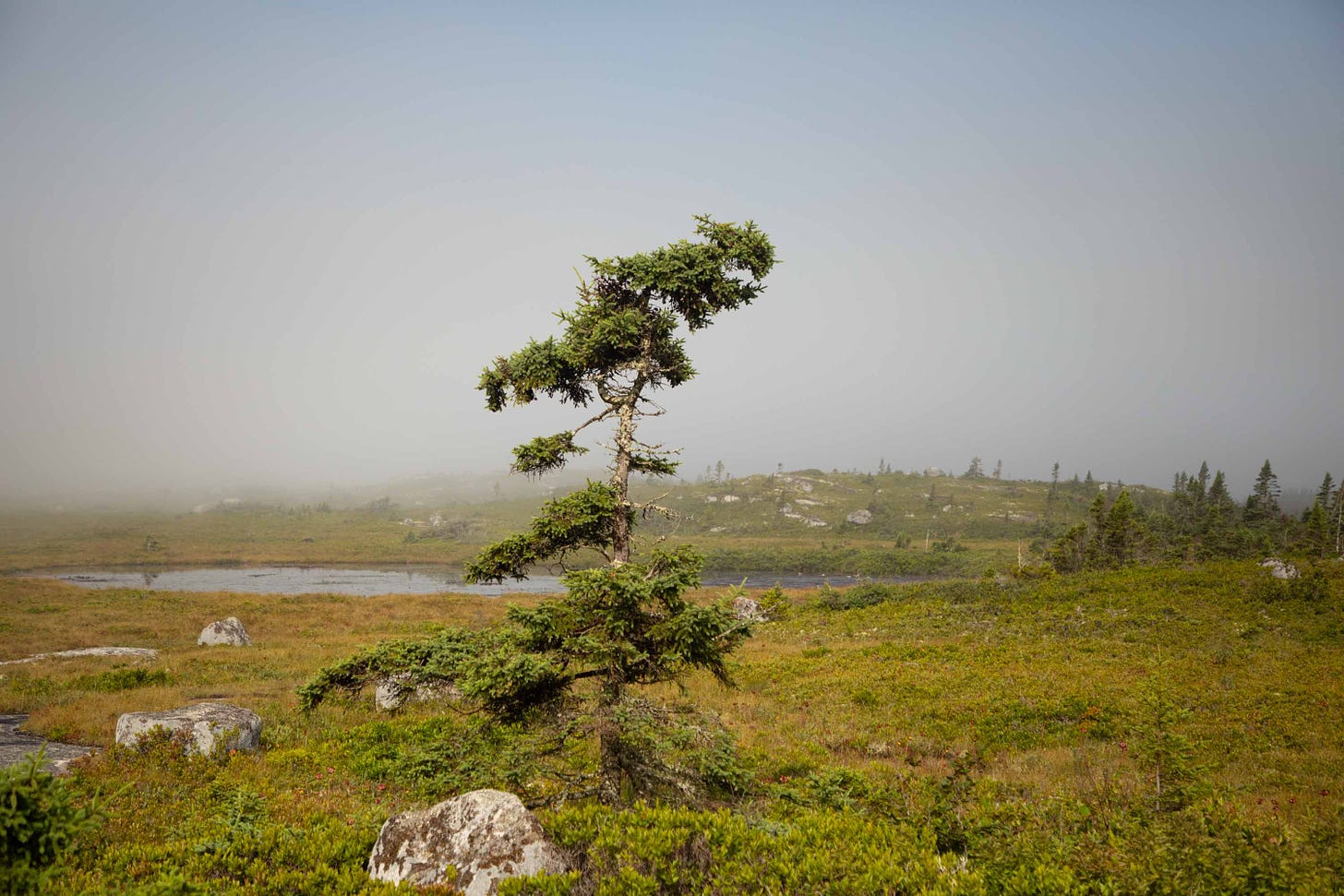 A lone tree juts out of the largely treeless environment of an open bog at Polly’s Cove Trailhead, West Dover, Nova Scotia. August 11, 2024. Bogs are termed “barren” environments because they lack trees. Photo credit: Nancy Forde