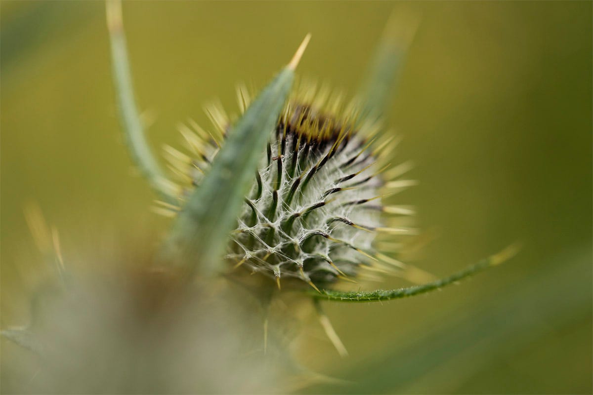 Globe-like flower bud of spear thistle (Cirsium vulgare)