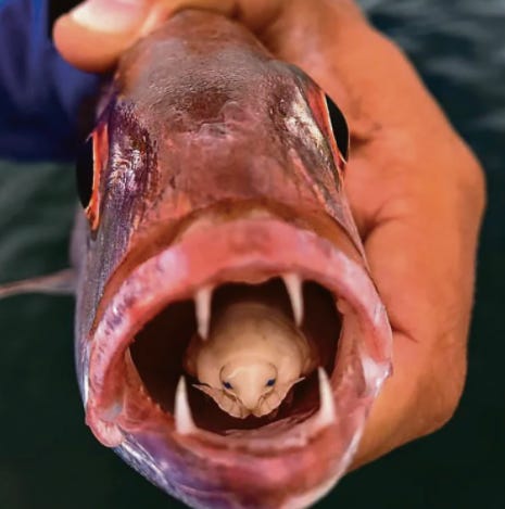 PICTURE: Bizarre parasite that replaces tongue of its fish host