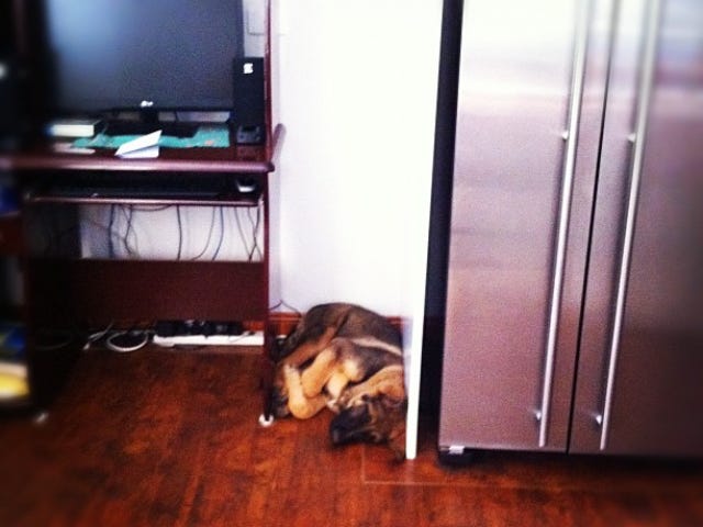 A puppy squishes itself between a wall and computer desk.