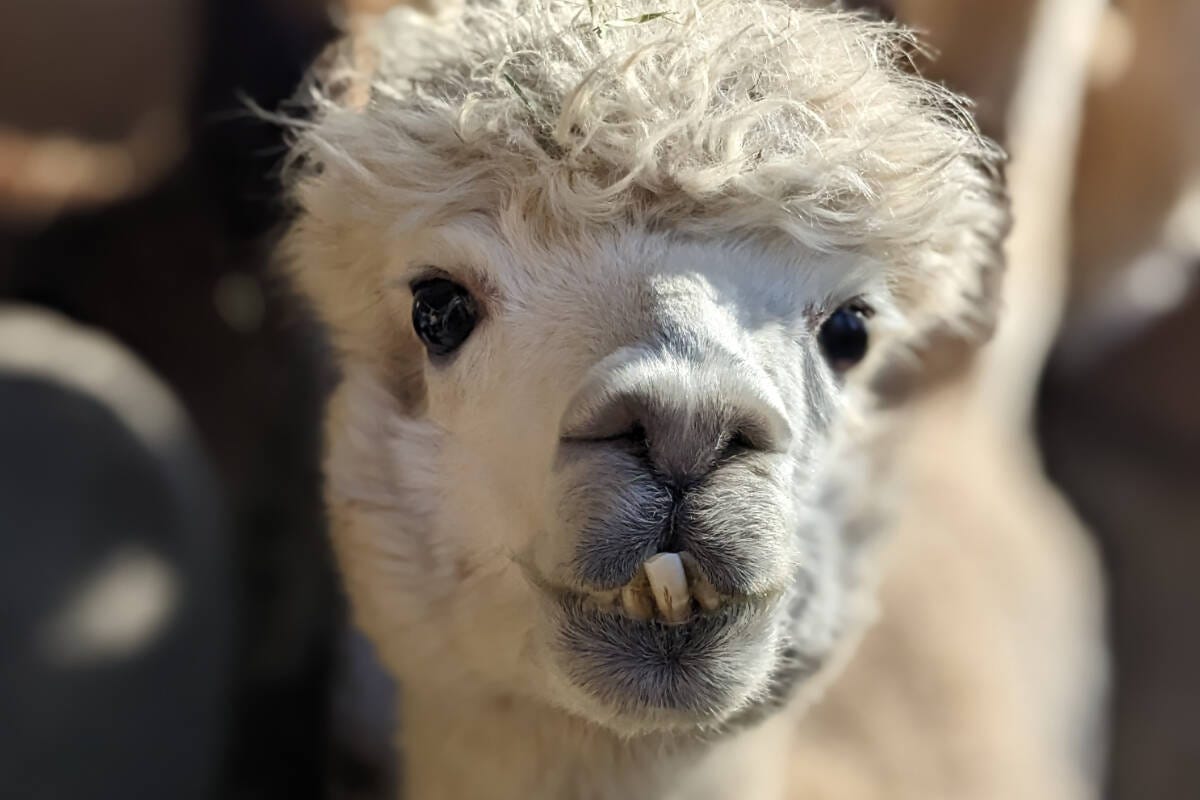 Pender Island alpaca, llama sanctuary turns wool into yarn - Clearwater  Times
