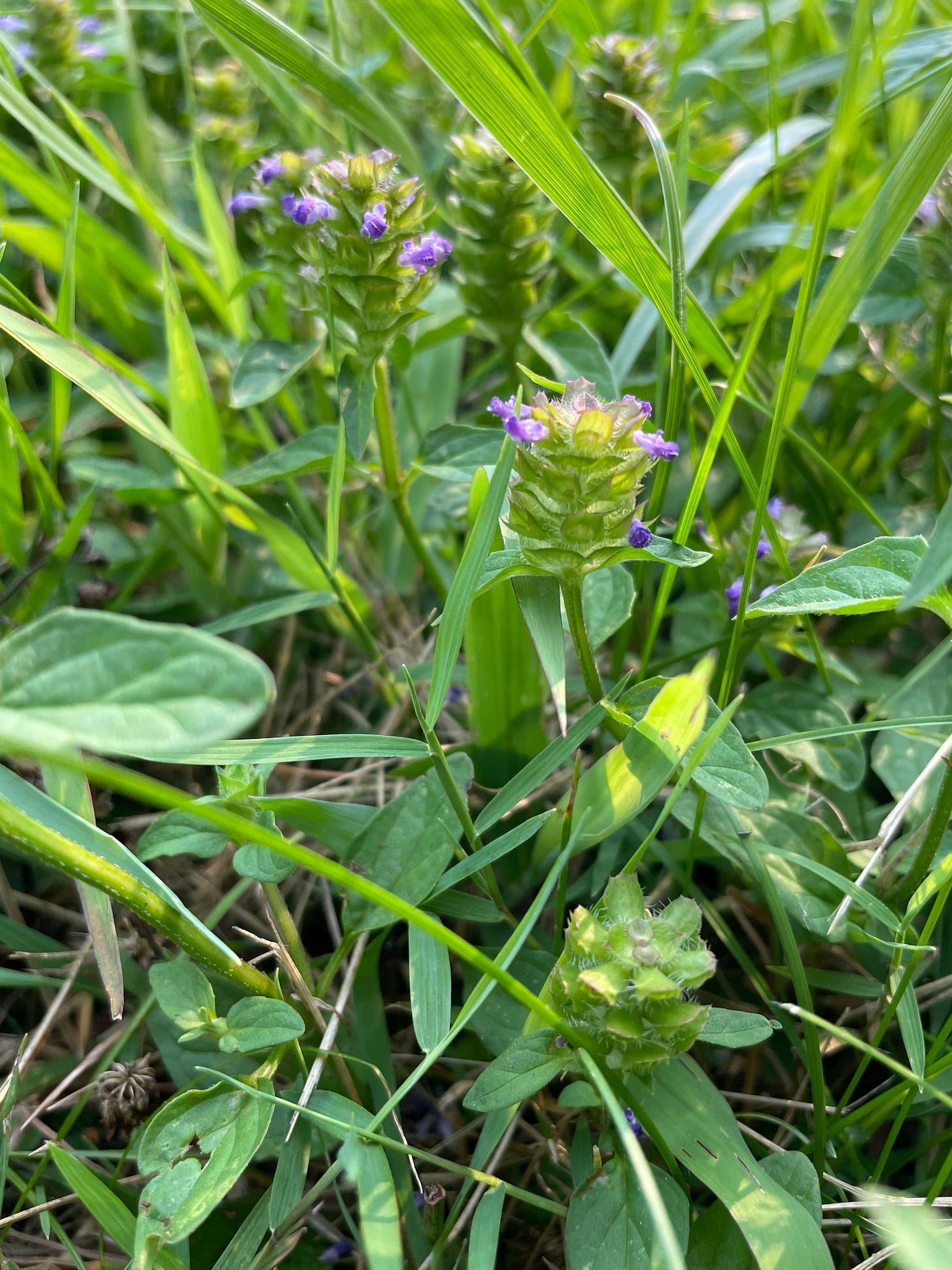 flowering cylinders of prunella vulgaris