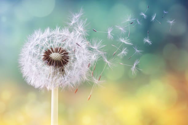 219,500+ Dandelion Stock Photos, Pictures & Royalty-Free ...