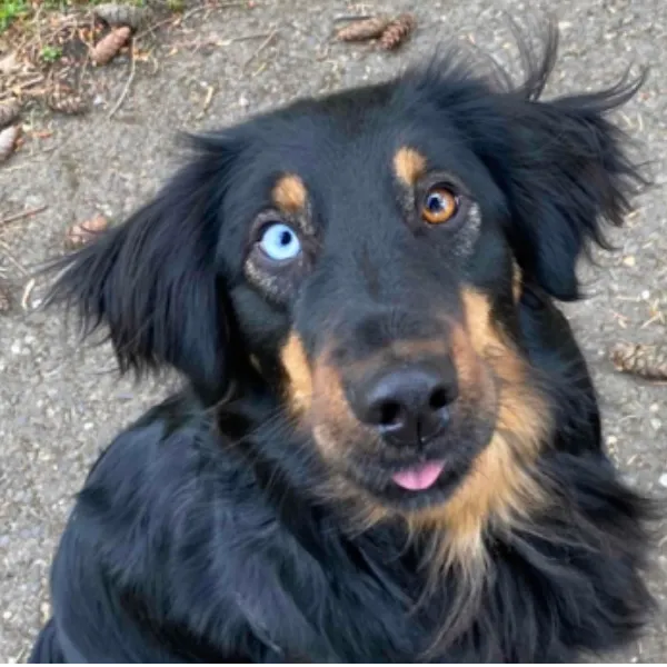 A black dog of mixed breed with tan fur around his muzzle and floppy, fuzzy ears looks at the camera as if trying to engage the photo taker. A little bit of pink tongue shows.