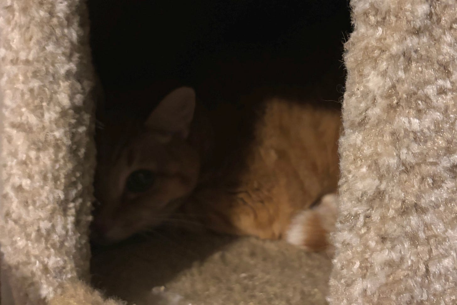 orange tabby cat hiding in the box opening of a cat scratching towerl