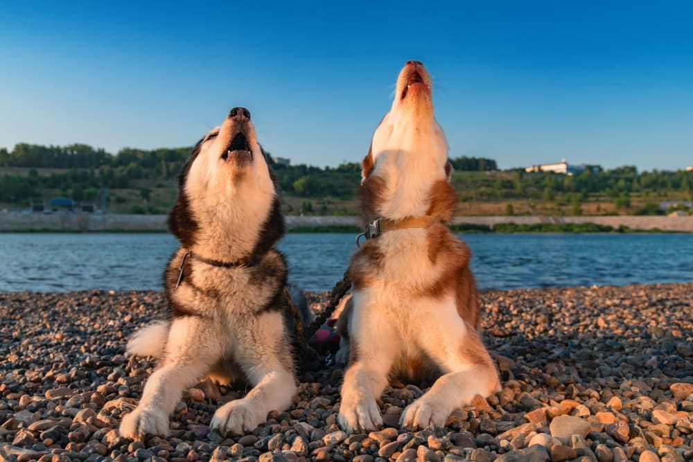 Why Do Dogs Howl at Sirens? | Great Pet Care