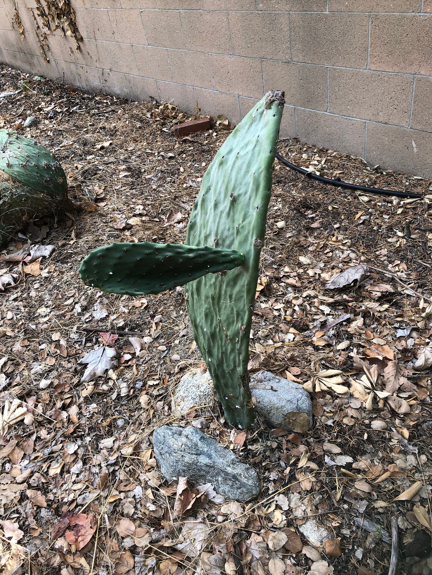 cactus with a single paddle coming out of the main paddle, so that it looks like a whale breaching. 