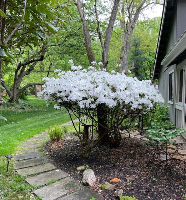 White azalea bush in bloom. Inspiration for writers to take a break from writing everyday to recharge.
