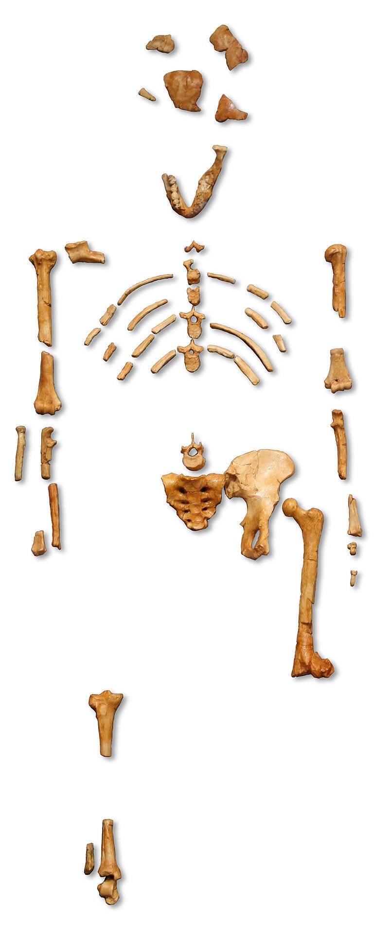 Reconstruction of the fossil skeleton of "Lucy" the Australopithecus afarensis.jpg