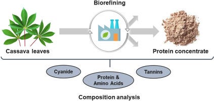 Production of leaf protein concentrates from cassava: Protein distribution  and anti-nutritional factors in biorefining fractions - ScienceDirect