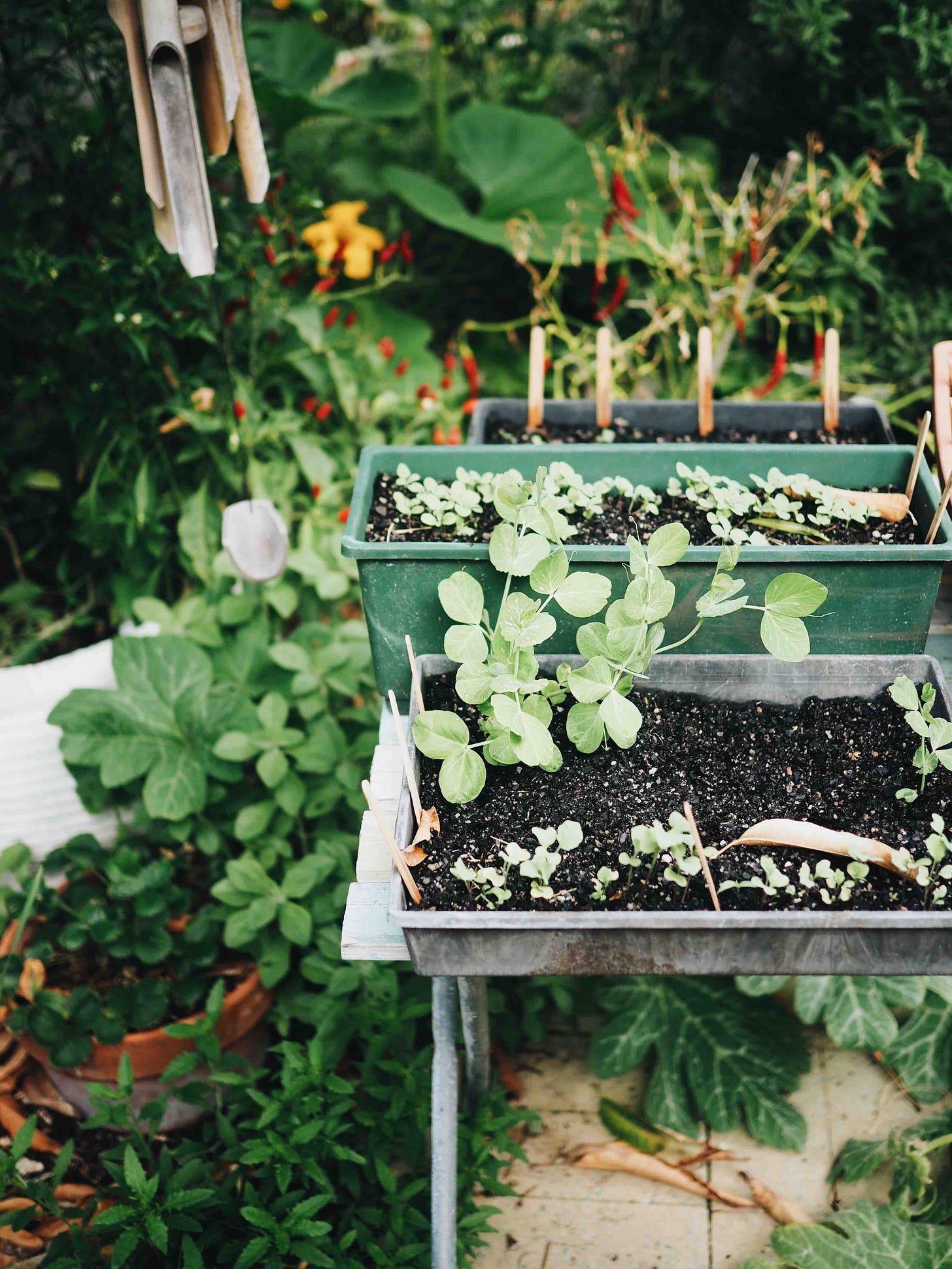 Pea seedlings