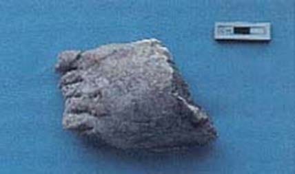 Six toed foot from Ain Ghazal Statue. Source Richard D. Barnett, Polydactylism in the Ancient World, Biblical Archaeology Review May/June 1990. Six toed foot from Ain Ghazal Statue. Source Richard D. Barnett, Polydactylism in the Ancient World, Biblical Archaeology Review May/June 1990.