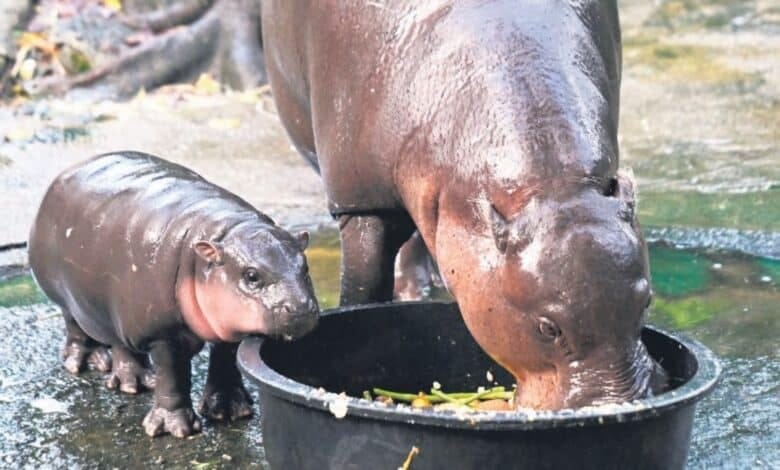 Endangered pygmy hippo goes viral from Thai zoo | The Witness