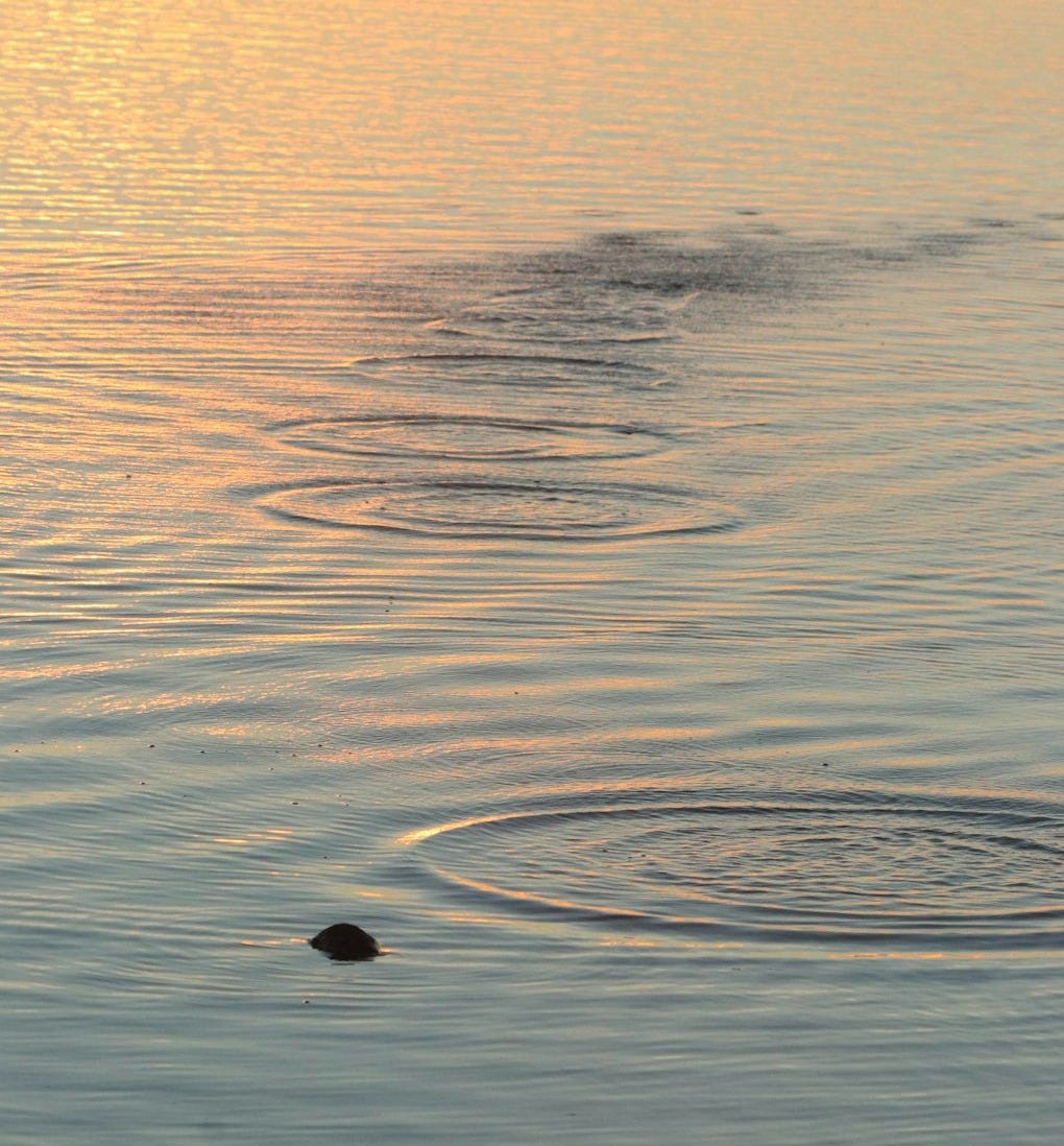 a body of water with a rock in it