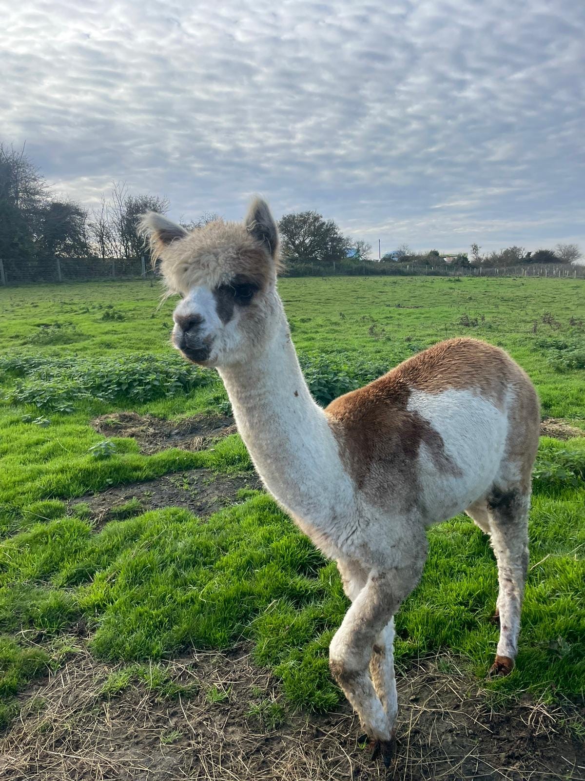 patchy alpaca in paddock