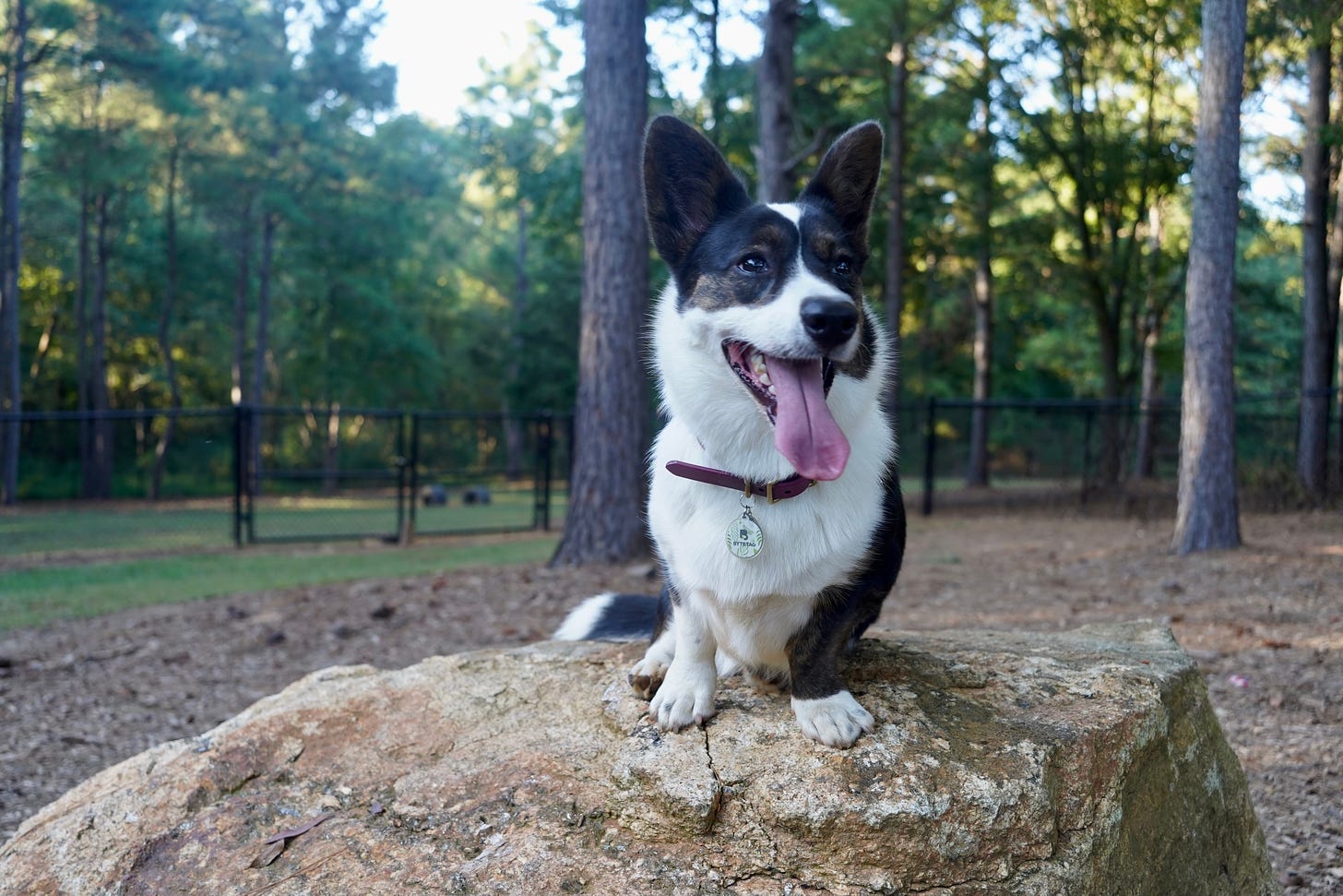  a photo of Gwen, a black and white Cardigan Welsh Corgi, sitting on a large rock at the park. She is smiling at something off camera.