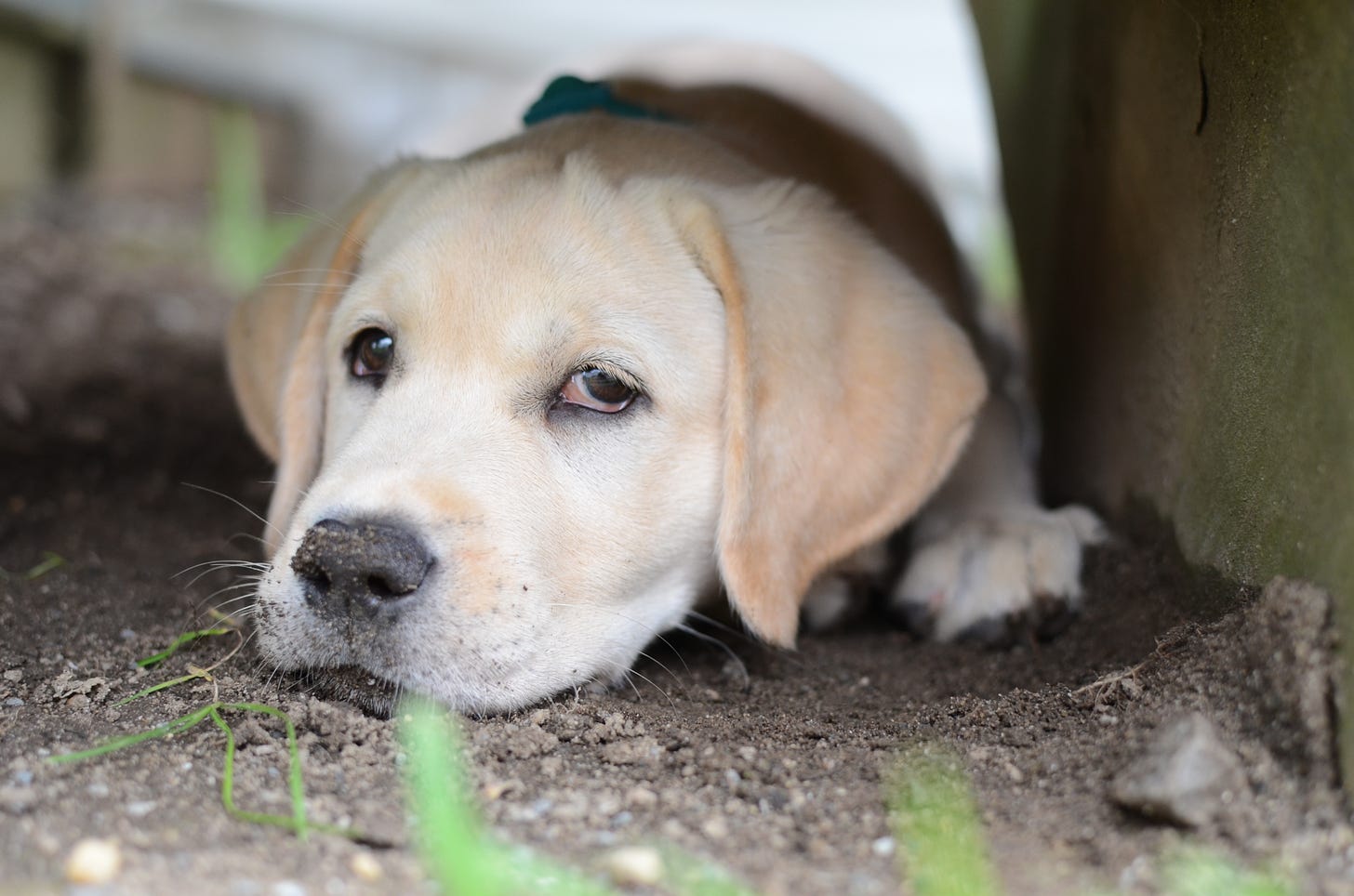A yellow Labrador retriever puppy sits under stairs in the dirt with dirt on her noes. She's side-eyeing the camera. 