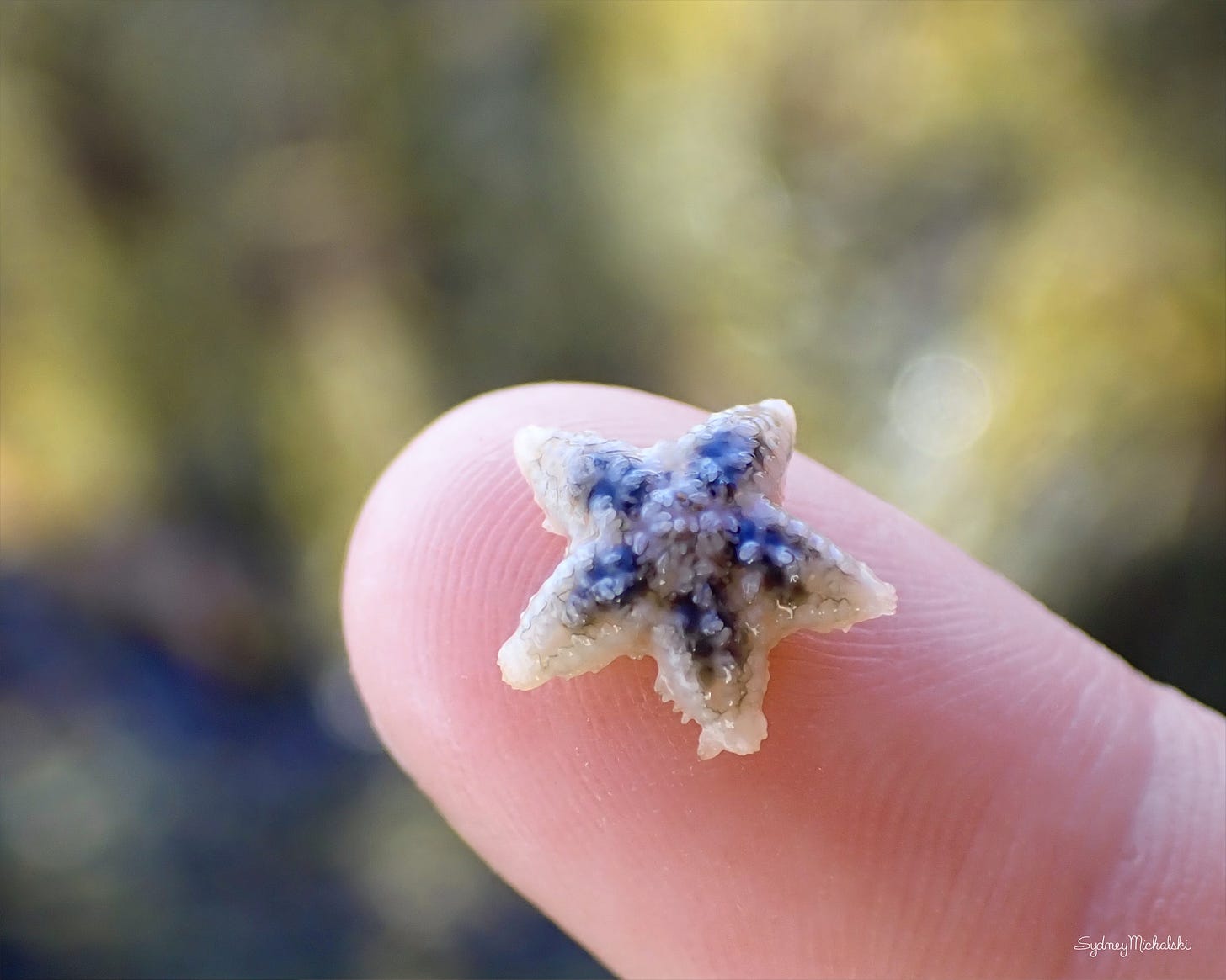 A tiny starfish fits on a fingertip near a summer tide pool.