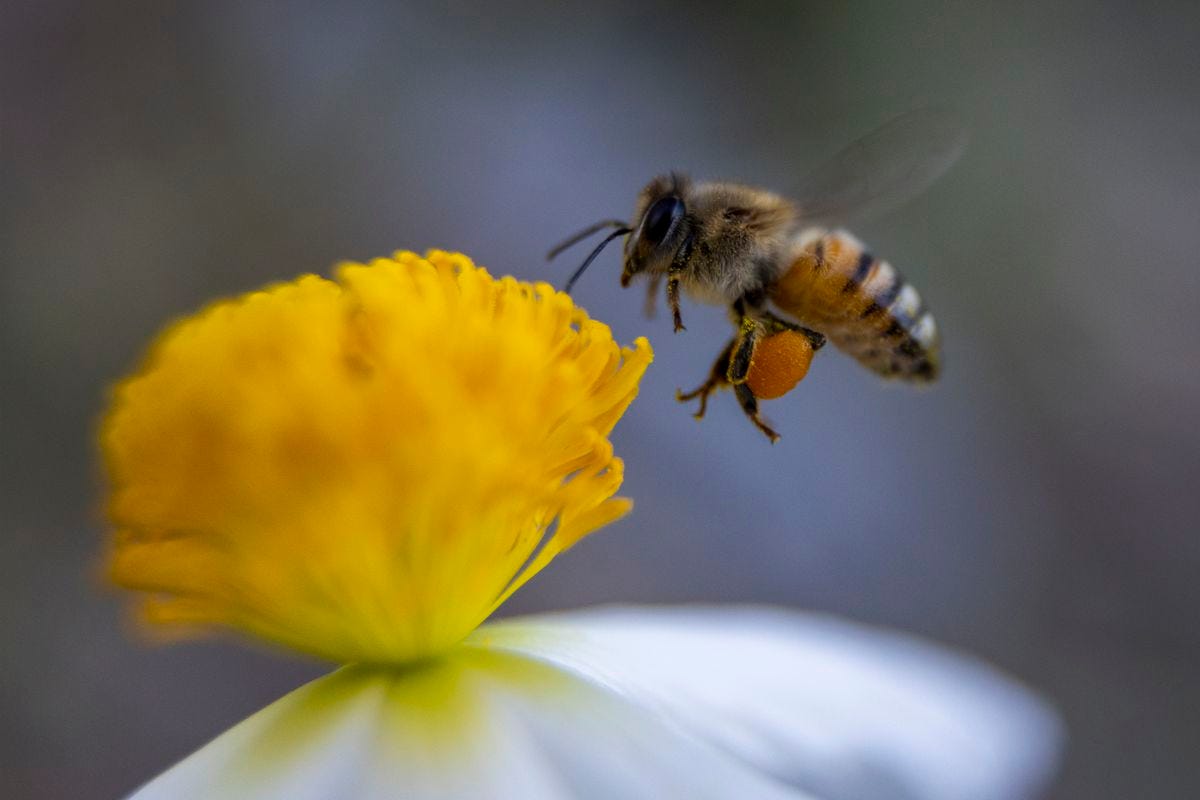 Bees might feel pain — and they might be sentient too - Vox