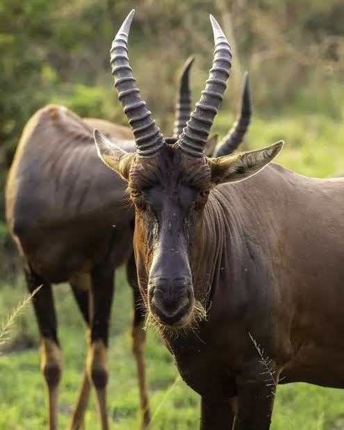 Topi - Wild Expedition