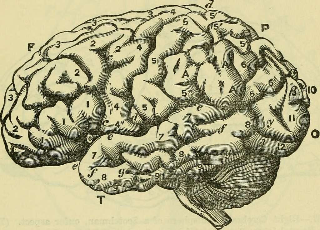 an illustration of the human brain