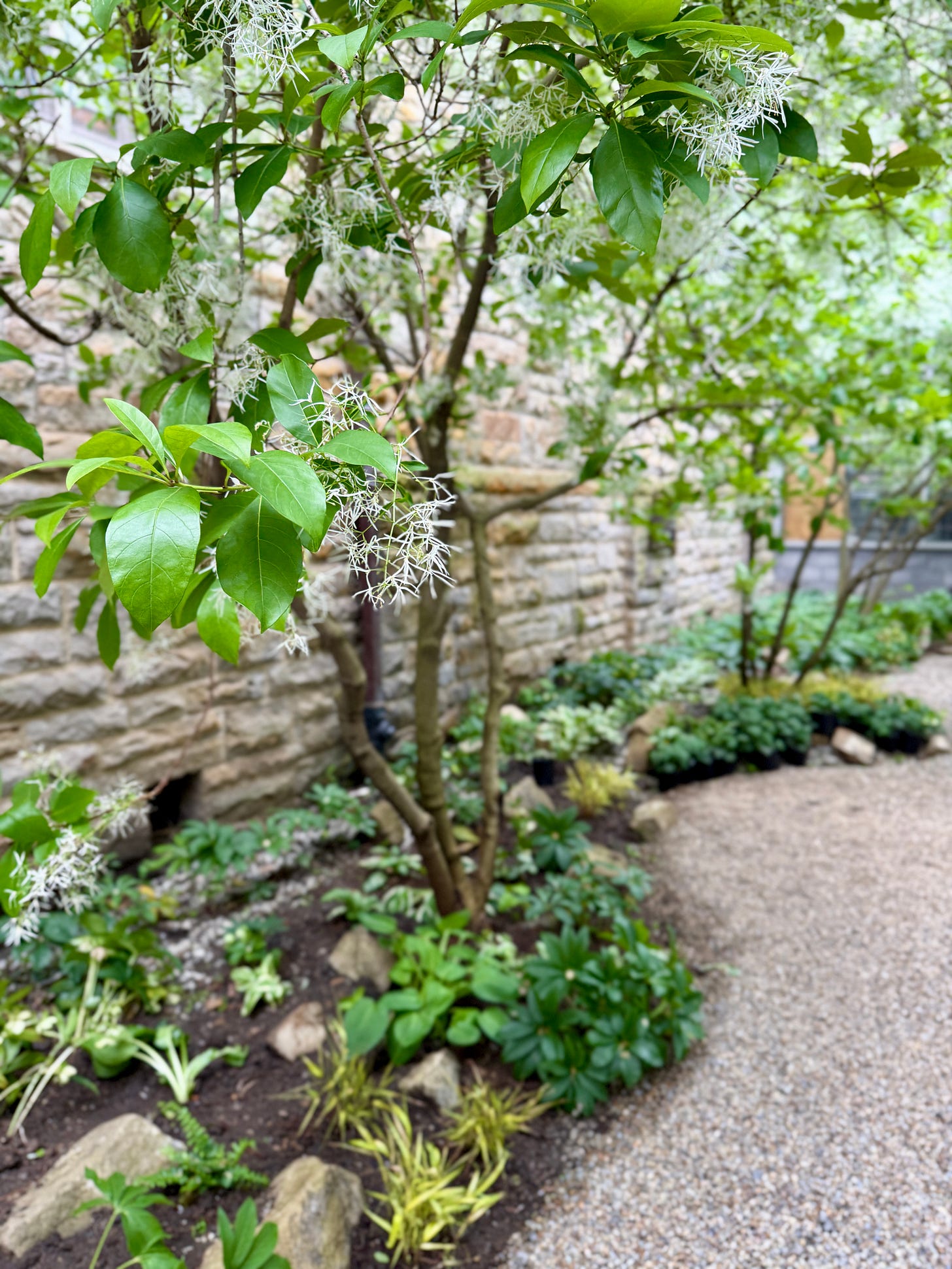 Native fringe trees, Chionanthus virginicus, are in bloom as we work on finishing the planting this week in the shady Contemplation Garden. Native fringe trees, Chionanthus virginicus, are in bloom as we work on finishing the planting this week in the shady Contemplation Garden.