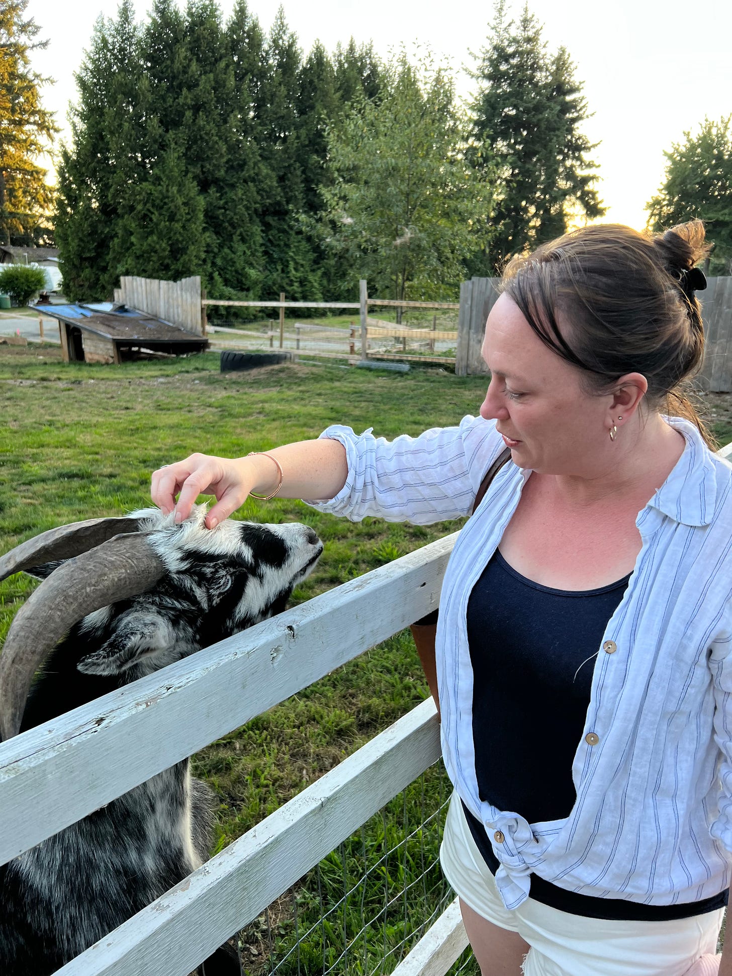 A woman reaches over a fence to pet a black and white goat