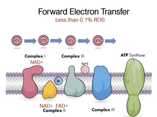 forward electron transfer