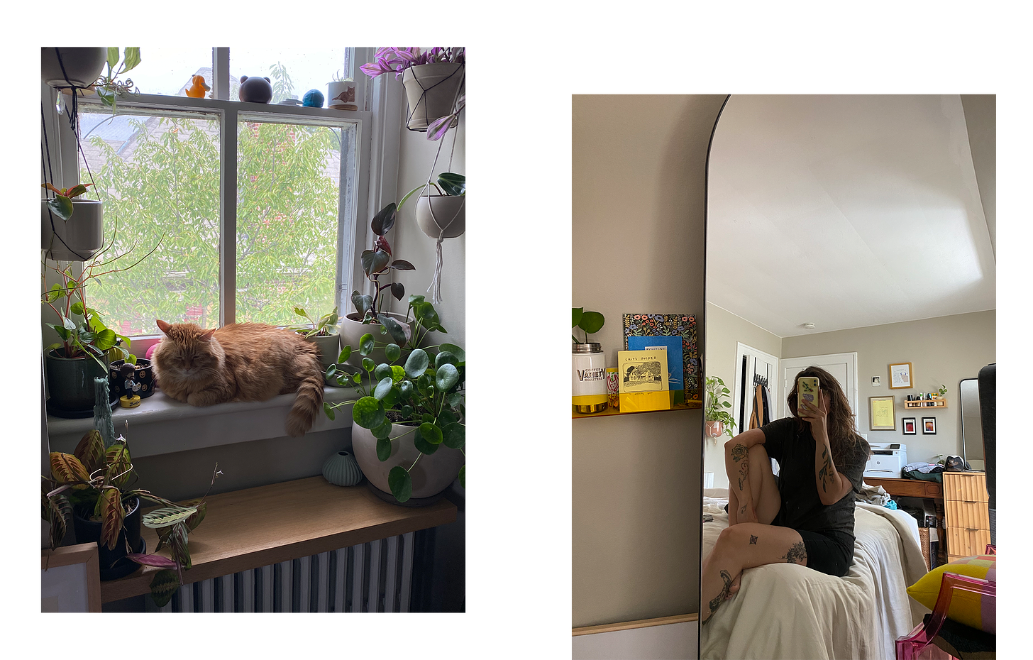 two photographs set asymmetrically next to one another. on the left, an orange cat sits in a window with plants surrounding her, sitting on the edges of the windowsill and hanging from the walls around the window. on the right, a mirror selfie of the author in their bedroom. their yellow iphone is covering their face and they're sitting on their bed. you can see tattoos on their arms and legs.