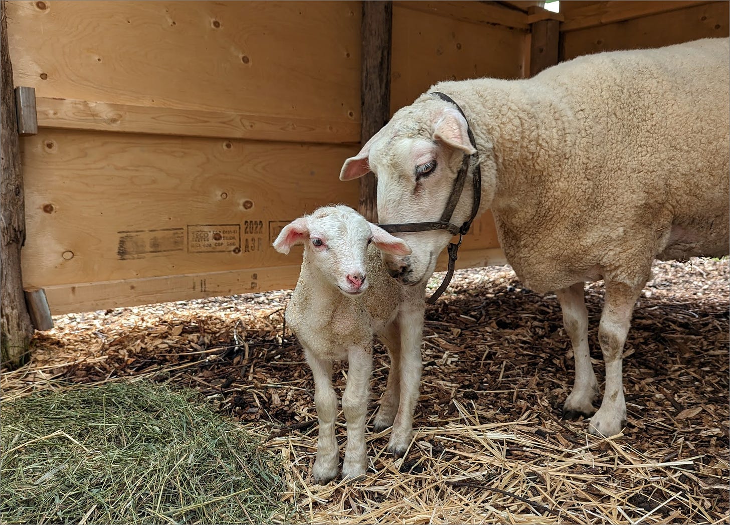 Lamb with mama sheep