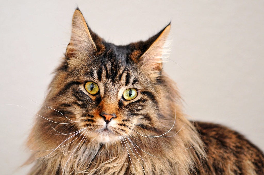 Photo of a grey and orange Maine coon cat with a wonderful mane, looking straight into the camera