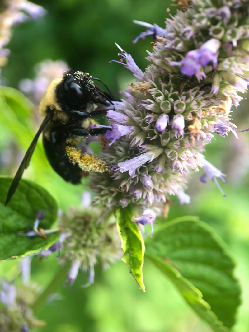 Native bumblebee on agastache