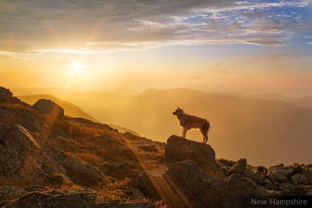Dogs in Landscapes | Photography by Beyond the Fence