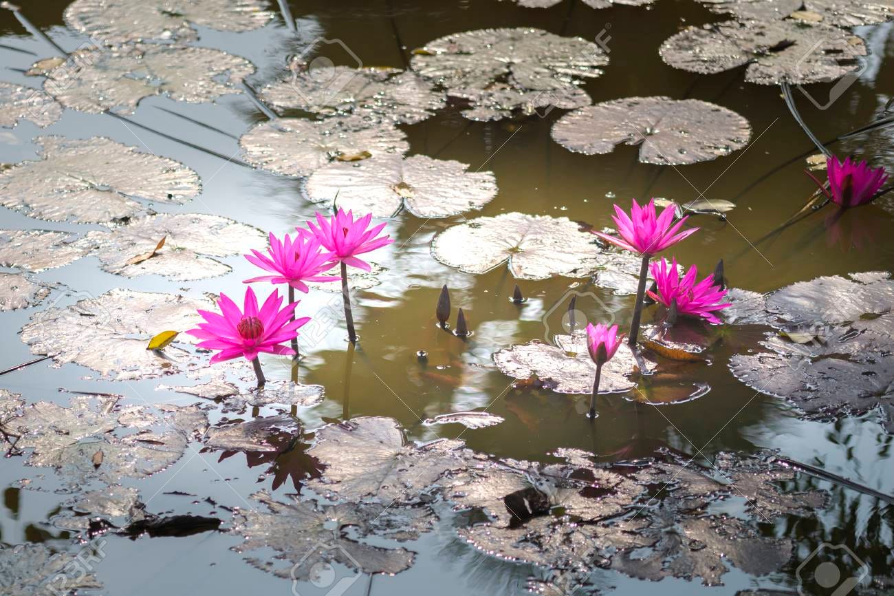 Lotus Flowers In The Ponds. This Flower Is Used As A Symbol In The Teaching  Of Buddhism. Stock Photo, Picture And Royalty Free Image. Image 93546989.