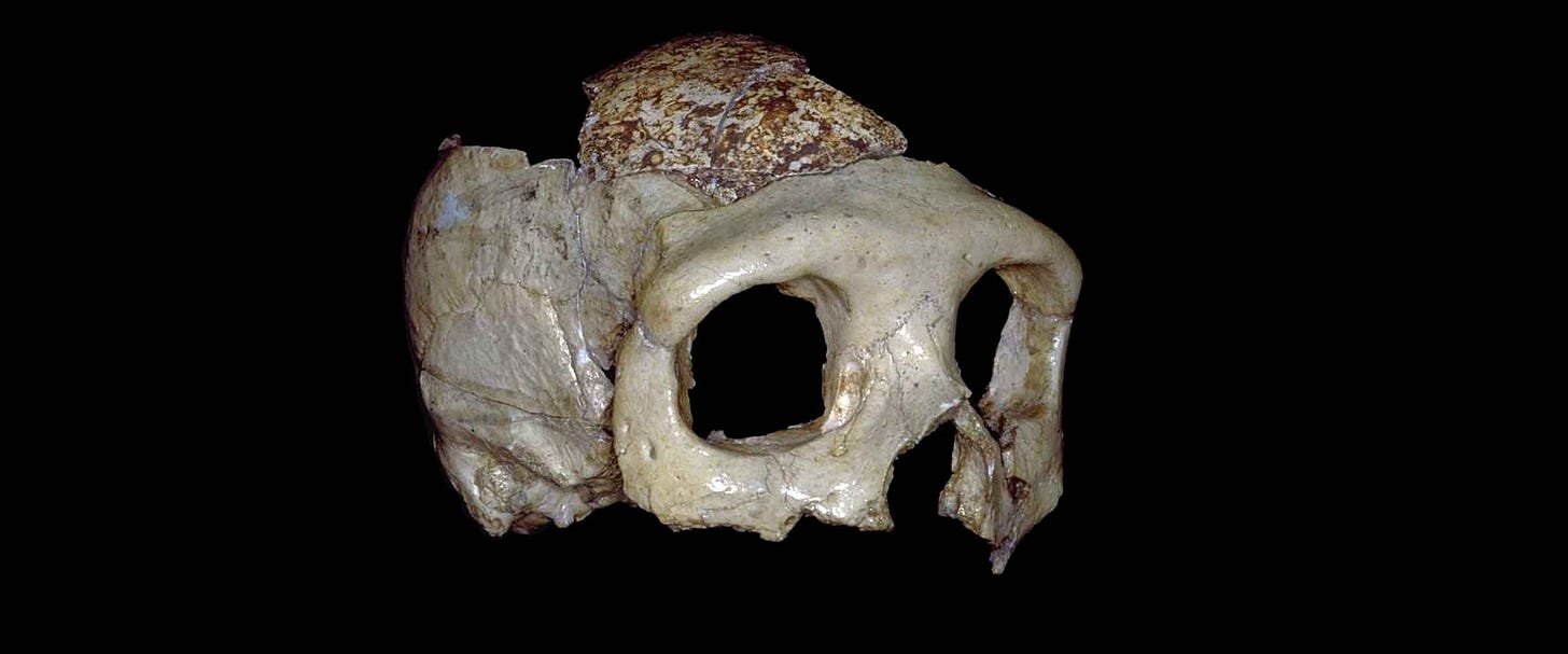 A Neandertal skull preserving the part of the upper face and a portion of the cranial vault, in oblique view from front right A Neandertal skull preserving the part of the upper face and a portion of the cranial vault, in oblique view from front right