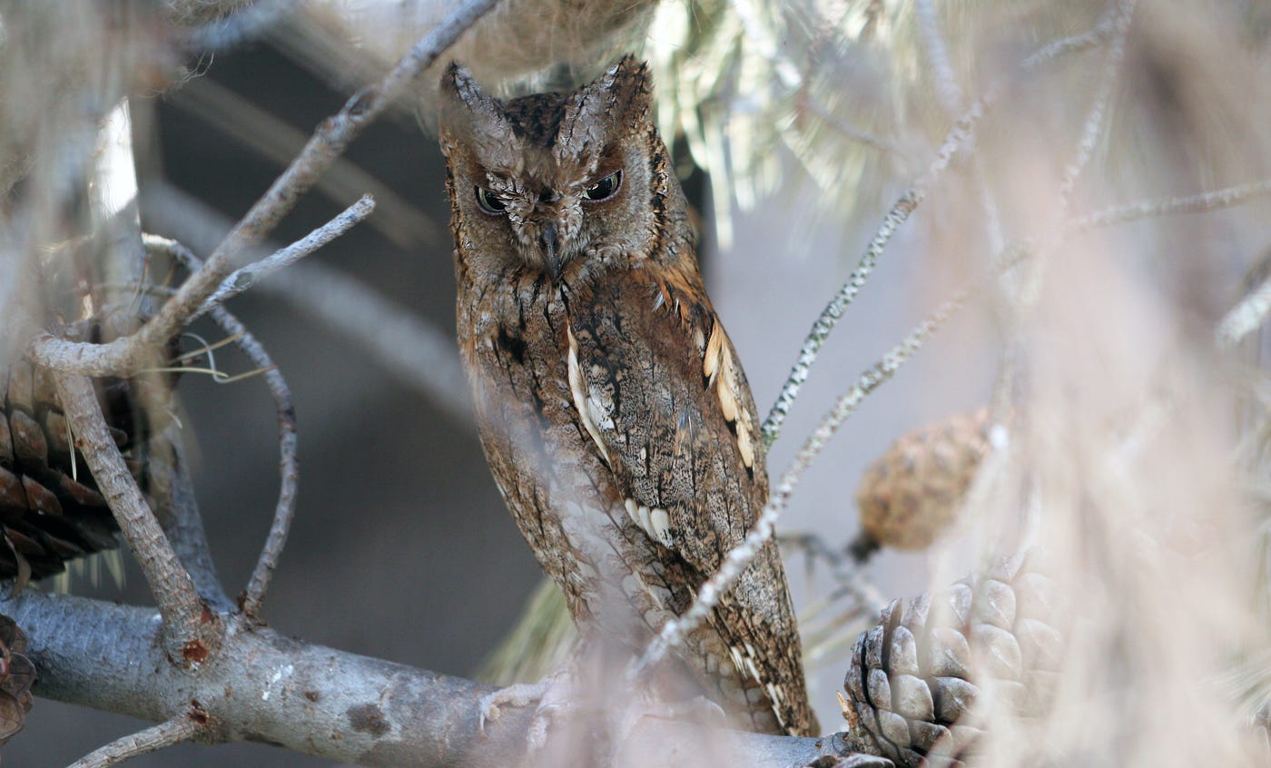 Eurasian scops-owl | Zoo Barcelona